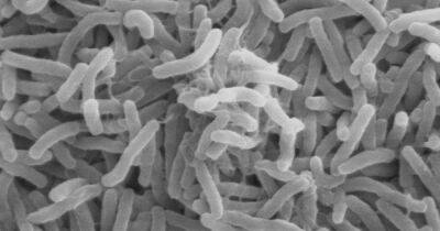 Человеческий микробиом оказался по-настоящему заразным: что выяснили ученые