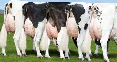 Задача на ближайшие годы — 7 тыс. литров молока от коровы в год
