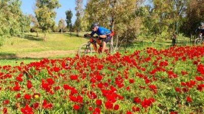 С 1 февраля: цветение анемонов на юге Израиля, сотни развлечений вокруг