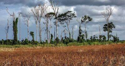 Луис Инасиу Лула - Разрушили люди. Ученые обнаружили, что почти 40% "зеленых легких" Земли пострадали в Амазонке - focus.ua - Украина - Англия - Бразилия