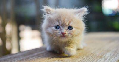 Вечные котята. 5 самых маленьких пород кошек