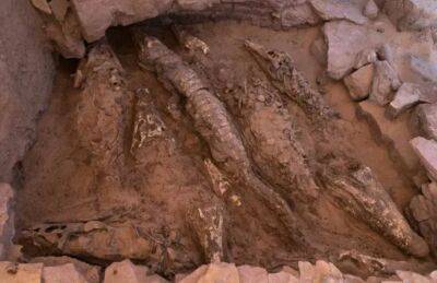 В Египте обнаружили гробницу с мумиями крокодилов — это большая редкость
