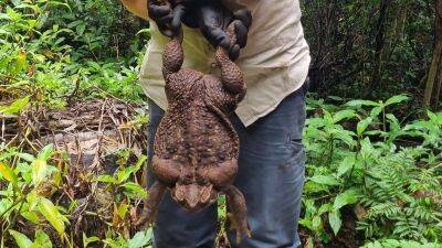 Огромная жаба-рекордсмен обнаружена в Австралии - obzor.lt - Австралия - Швеция