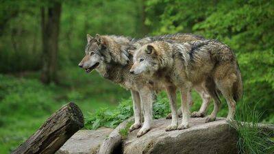В 2023 году ожидается увеличение популяции волков в Гессене