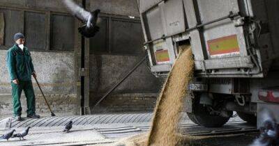 В таможне разворовывали миллионы гривен на экспорте украинского зерна — СБУ
