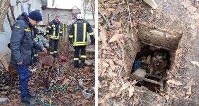 "Испугалась и упала в канализацию": украинцев растрогала история спасения собаки после вражеских "прилетов"