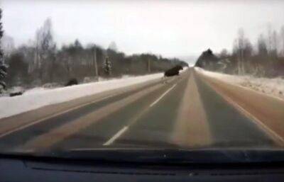 На дороге в Тверской области водитель увидел «скромных» лосей