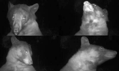Мастер-класс от хищника: дикий медведь сделал более 400 селфи-снимков, позируя перед камерой наблюдения - itc.ua - Украина - шт. Колорадо - Луганск - Боулдер