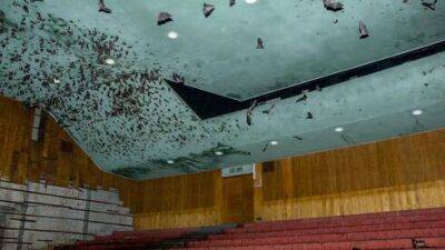 2000 летучих мышей спасли из здания заброшенного кинотеатра в Тель-Авиве