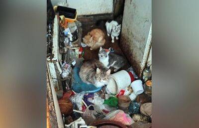 Волонтеры просят жителей Твери помочь 12 кошкам, оставшимся в квартире умершего дедушки