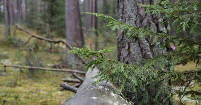 Земгале: полицейские в лесу нашли пропавшую без вести гражданку Литвы