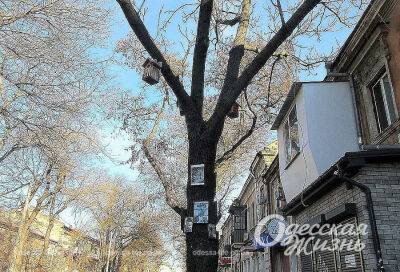 В центре Одессы появилось необычное дерево | Новости Одессы