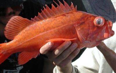В Новой Зеландии обнаружена "рыба-маршмэллоу"