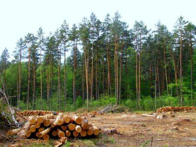 САП в апреле направит в суд дело о завладении более 50 млн грн лесхоза