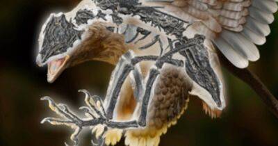 Древний "птицезавр". Существо, жившее 120 млн лет назад, объясняет трансформацию динозавров в птиц (фото)