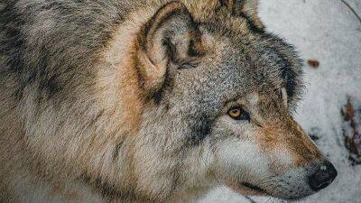 В Швеции началась масштабная охота на волков