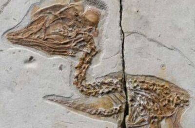 У Китаї виявили птаха з головою динозавра (фото)