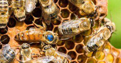 Прививка от вымирания. В США одобрена первая в мире вакцина для медоносных пчел
