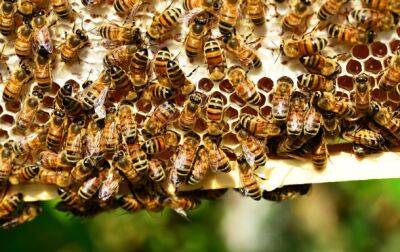 В США одобрили первую в мире вакцину для пчел - korrespondent.net - США - Украина