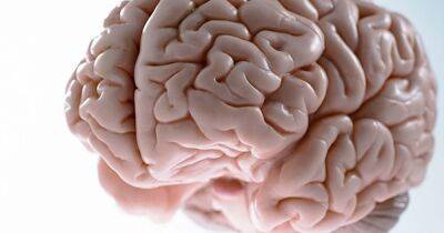 Синдром Питера Пэна. Ученые обнаружили, что человеческий мозг никогда не взрослеет по-настоящему