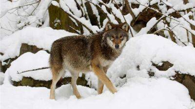 Экологи бьют тревогу из-за решения Швеции сократить популяцию волков - obzor.lt - Италия - Швеция - Стокгольм