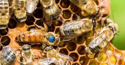 Прорыв в защите медоносных пчел. США одобрили первую в мире вакцину от неизлечимой болезни
