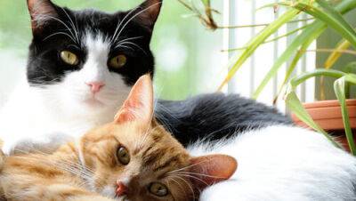 12 правил безопасности для владельцев кошек: некоторые вас удивят