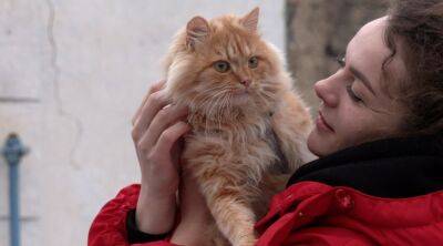 Дом разрушили, а кошка сбежала: украинка нашла чудом свою любимицу спустя 9 месяцев: видео