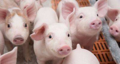 В этом году производство свинины в РФ продолжит расти