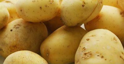 Как правильно хранить картофель, чтобы он оставался вкусным и не терял свои свойства аж до весны