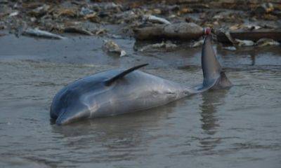 В Бразилии от жары погибла сотня редких розовых дельфинов - unn.com.ua - Украина - Киев - Англия - Запорожская обл. - Бразилия