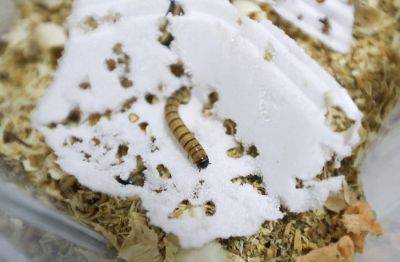 Учёные из Испании впервые обнаружили насекомых с разлагающей пластик слюной