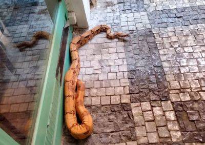 По улице в центре Праги ползала двухметровая змея