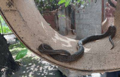 Заползают прямо во двор: ядовитые змеи "охотятся" на жителей Днепропетровщины