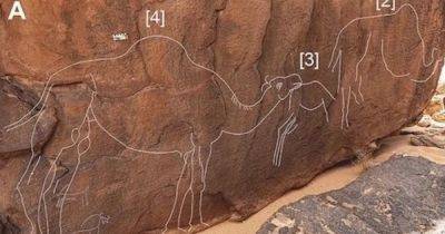 Высечены на скале. В пустыне Саудовской Аравии найдены таинственные изображения верблюдов (фото)