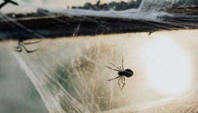 Как избавиться от пауков в доме: названы полезные способы
