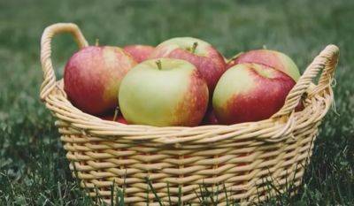 Яблокобрь настал: почему в октябре важно налегать на яблоки