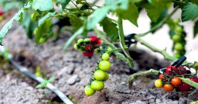 Рынки страны круглогодично будут обеспечены свежими томатами