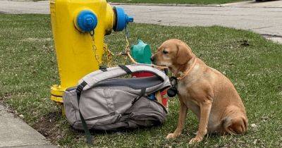 Мир Хатико: собаку бросили на улице с сумкой игрушек и письмом от хозяйки (фото)