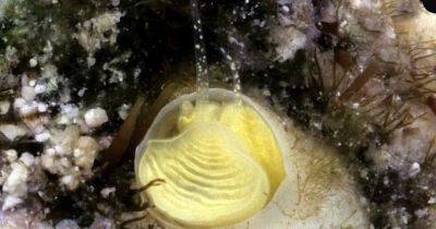 Ученые обнаружили новый вид удивительных морских улиток: причем тут коктейль "Маргарита" (фото)