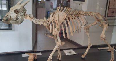 Холоднокровное млекопитающее: как вымершие козы нарушили все правила эволюции (фото)