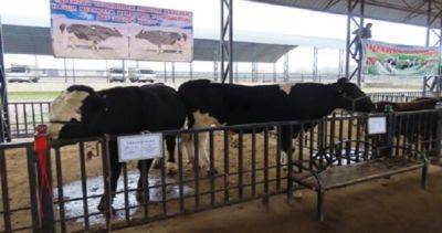 В Таджикистане пройдут фестиваль-выставка и продажа породистого скота