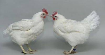 Найден способ победить птичий грипп: ученым помогут цыплята с необычными генами