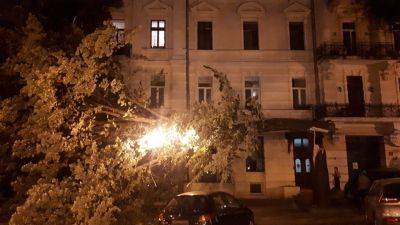 В Одессе владельцам автомобиля, на ткоторое упало дерево, возместят ущерб | Новости Одессы