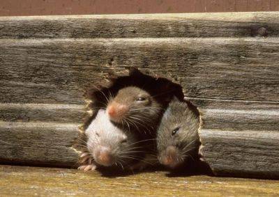 Оккупированное Рубежное страдает от нашествия мышей
