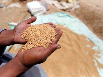 Египет забронировал у России пшеницы на 480 тыс. тонн - Bloomberg