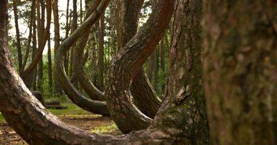 Тайна кривого леса в Польше: что изогнуло 400 деревьев в причудливых формах (видео)