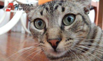 Минфину РФ поставили ультиматум после публикации мема с котом: «Сделайте доллар по 80» - smartmoney.one - Москва - Россия