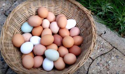 Многие даже и не догадывались: чем отличаются белые куриные яйца от коричневых и есть ли разница во вкусе