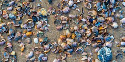 Как вирус. Ученые обнаружили древний рак, который может распространяться по воде среди моллюсков